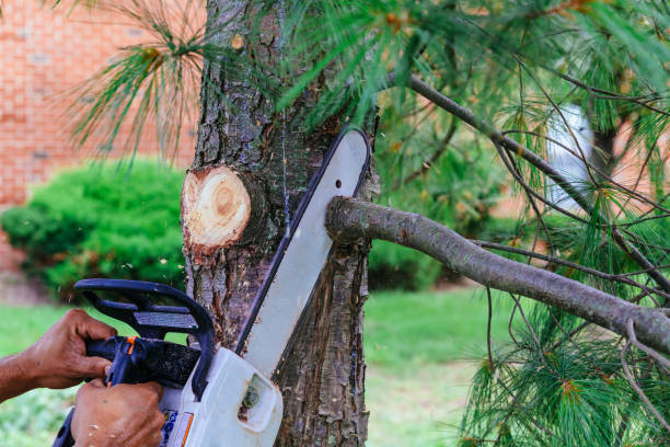 Best Storm Damage Tree Cleanup  in Taft Southwest, TX